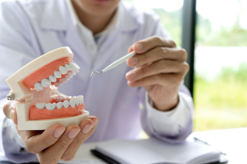 Dentist holding a model of teeth and a dental probe in a clinic
