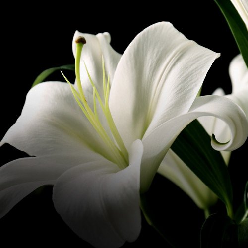 Cooper & Humbles Funeral Co., Inc. VA