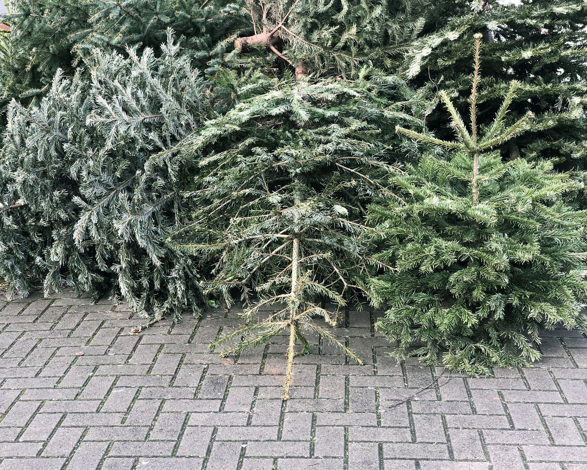 A pile of christmas trees sitting on top of a brick driveway.