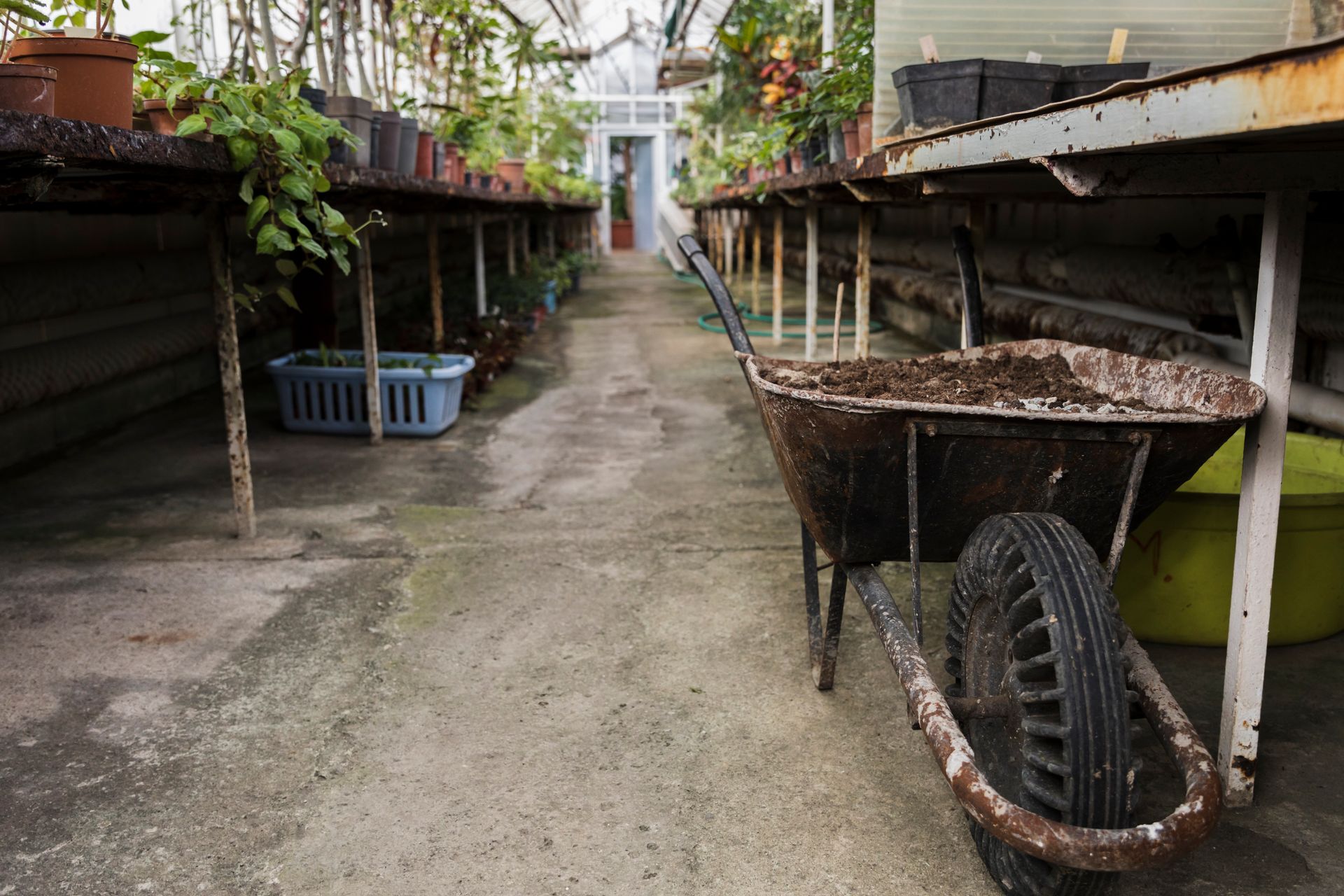 A wheelbarrow is sitting on the sidewalk in a greenhouse.