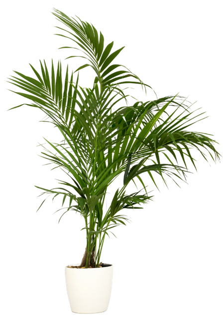 Palm Tree Growing in soiled plant holder overlapping the top row