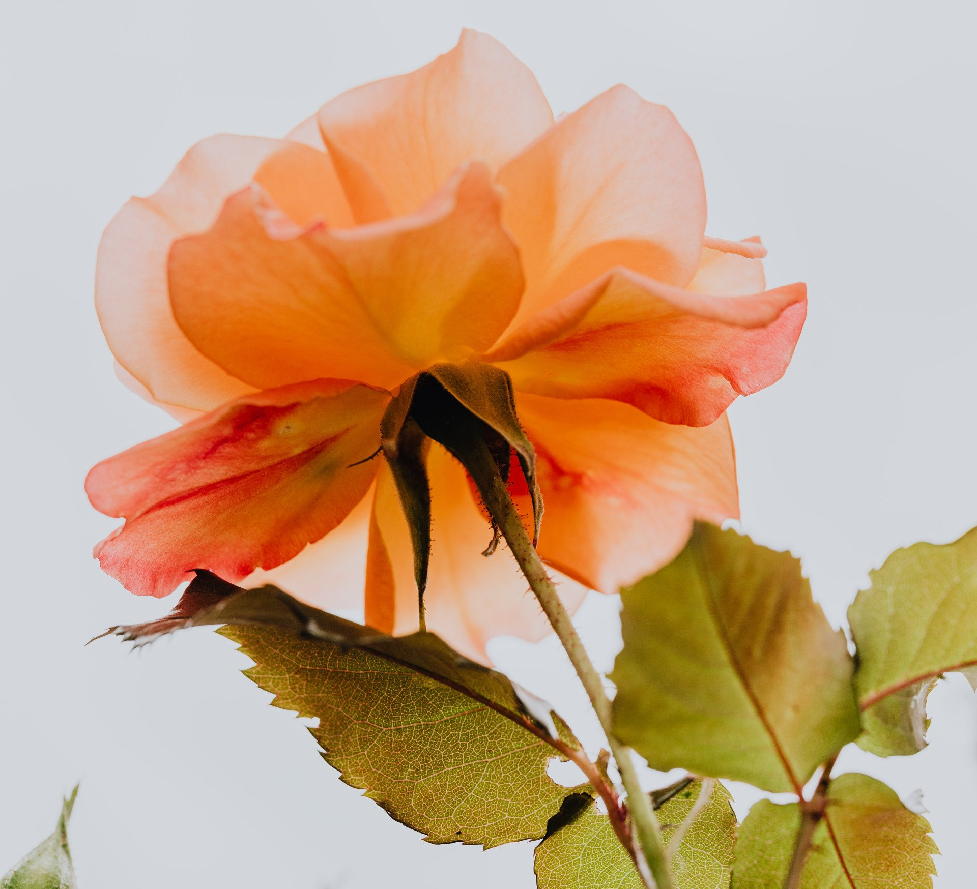 Blossomed Rose on the vine