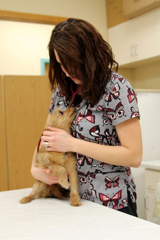Veterinarian listening to a small, tan dog's heartbeat with a stethoscope in an examination room.