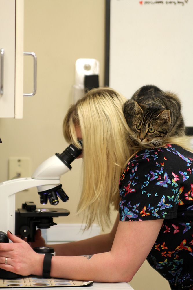 Woman looking into a microscope, cat resting on her shoulders in a lab setting.