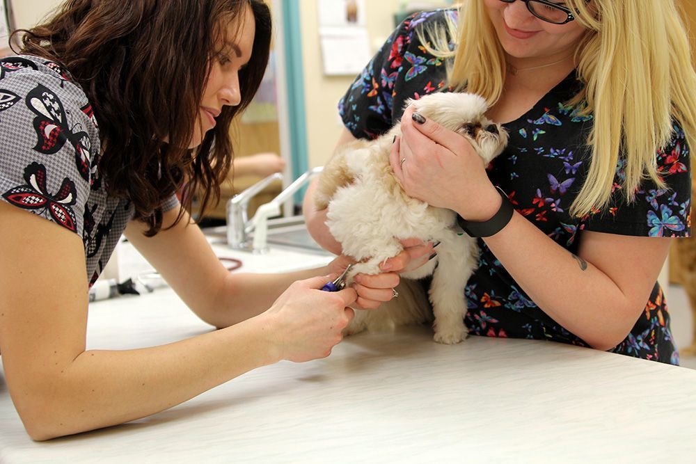 Two people trim a small dog's nails at a vet's office.