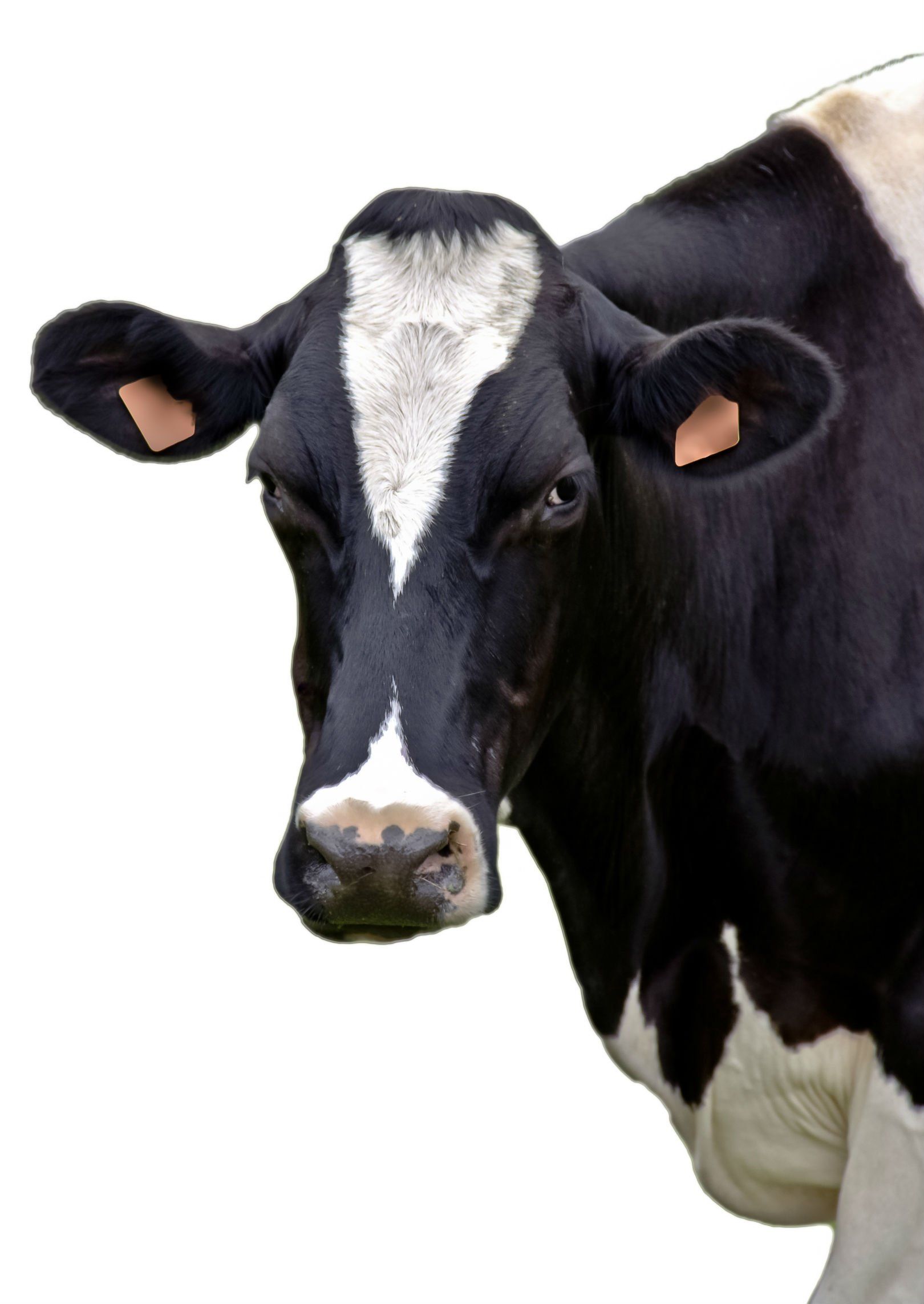 Black and white cow with white face markings, looking directly at the viewer.