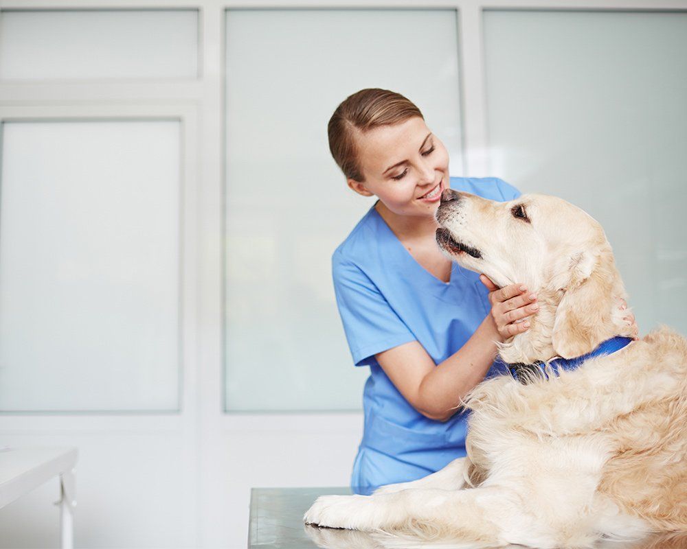 Veterinarian in blue scrubs pets a golden retriever on a table, smiling and looking down.