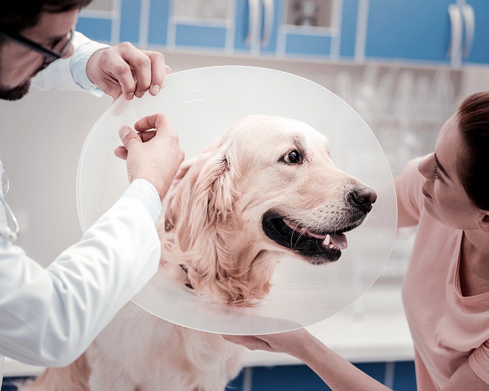 Veterinarian fitting a golden retriever with an Elizabethan collar in a clinic. A woman looks on.