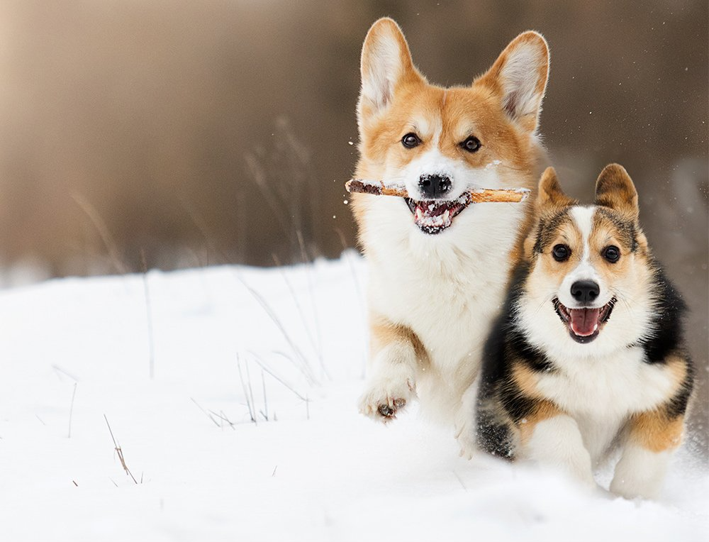 Two corgi dogs running in snow; one with a stick in its mouth, both smiling.