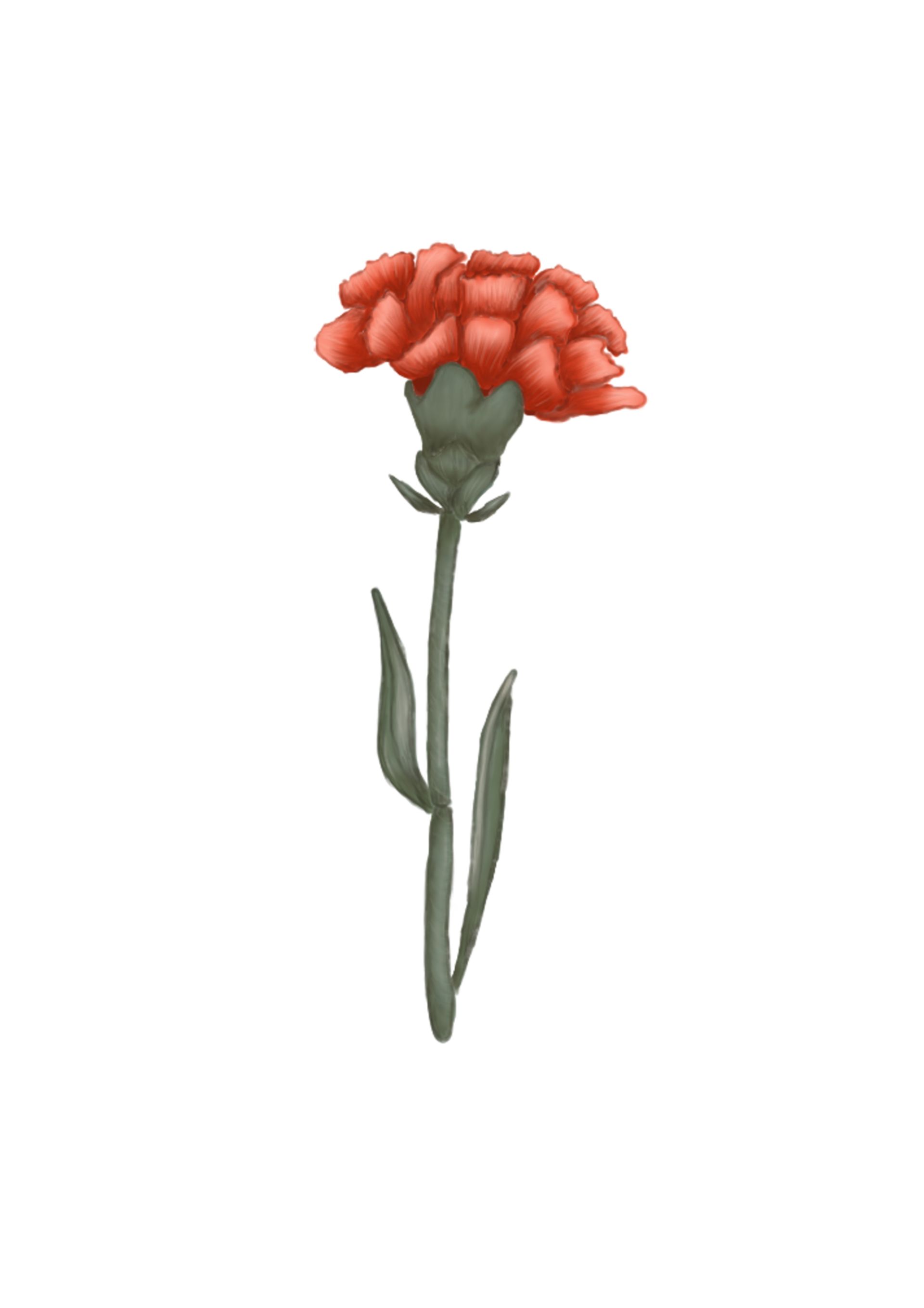 Rode anjerbloem op een groene stengel met groene bladeren.