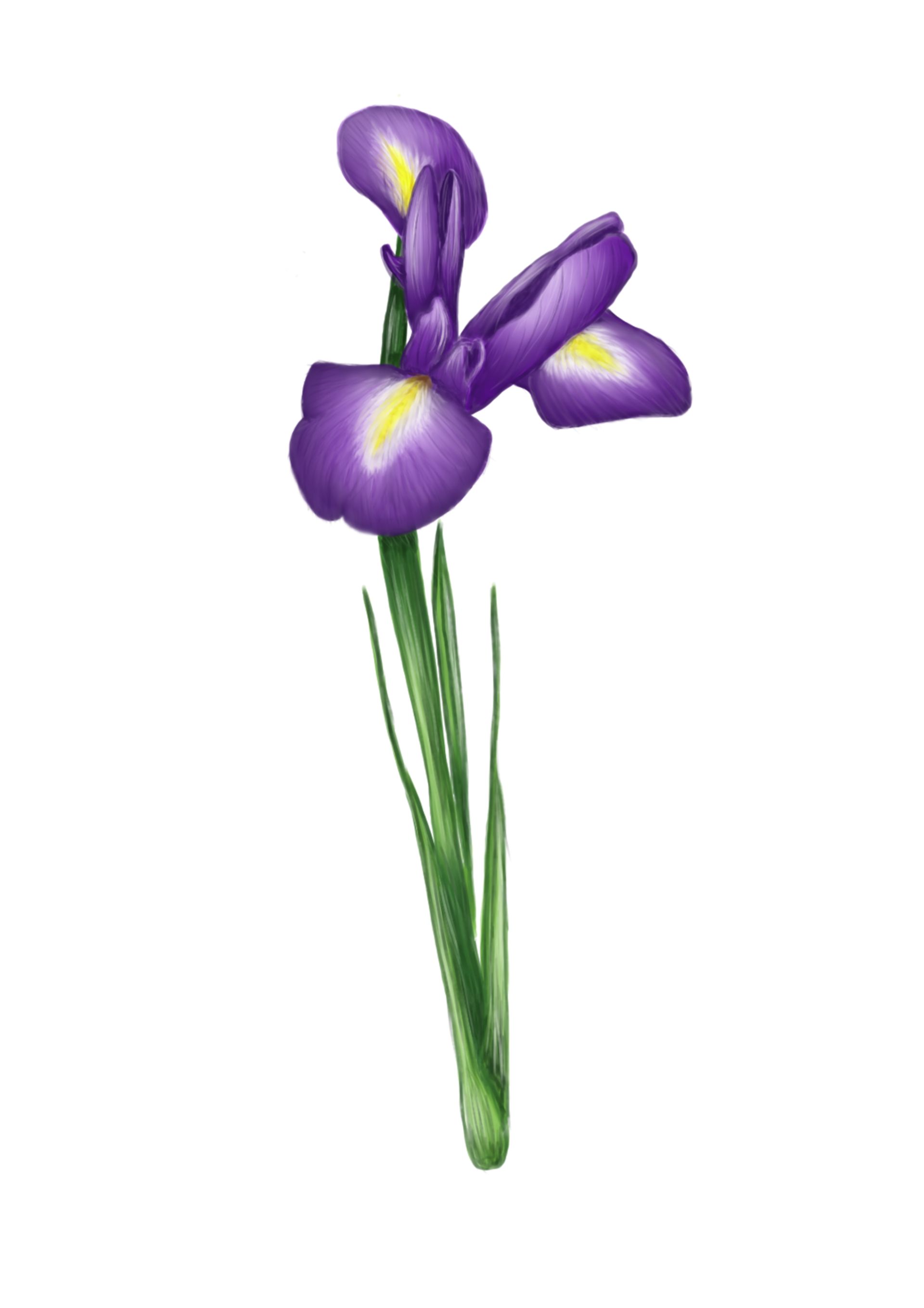 Paarse irisbloem met gele accenten, groene stengel en bladeren.