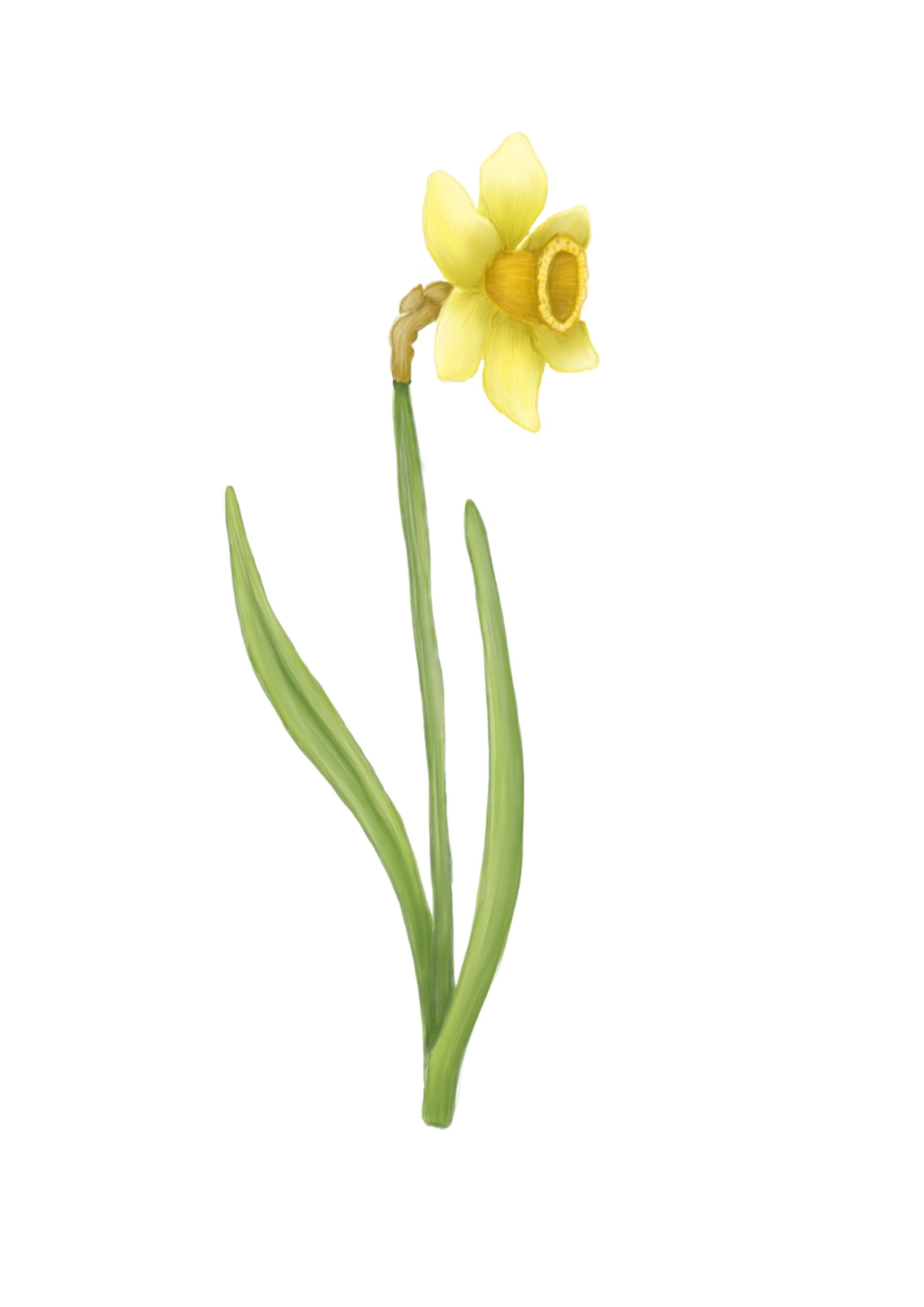Gele narcis op een groene stengel met twee lange bladeren.