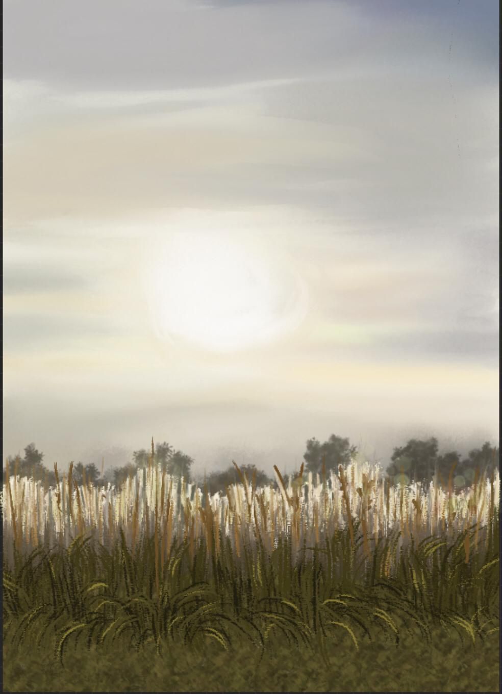Een veld met hoog, goudkleurig gras tegen een mistige horizon en een felle zon.