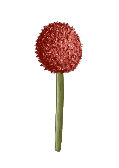 Rode, bolvormige bloemhoofdjes op een groene stengel.