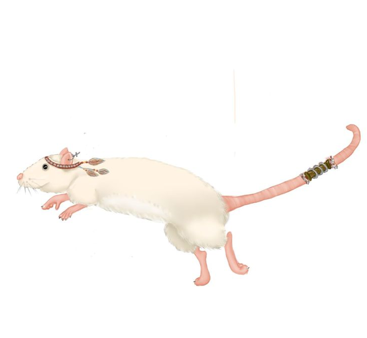 Witte rat met veren op kop en staart, midden in een sprong.