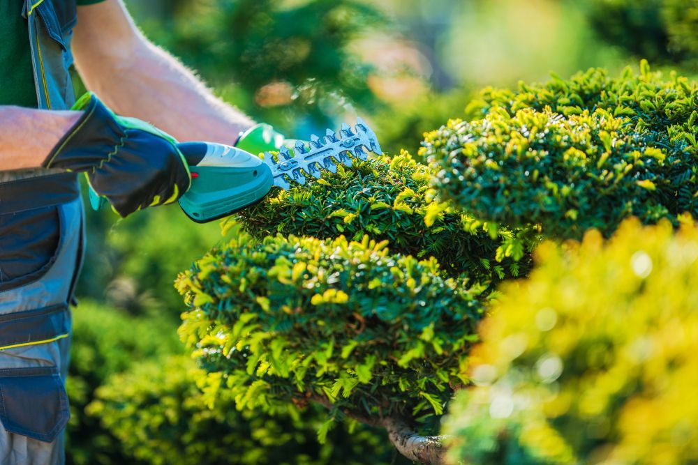 Person Trimming a Green Hedge With an Orange Hedge Trimmer — Hanta Mowing Services Townsville in Kirwan, QLD