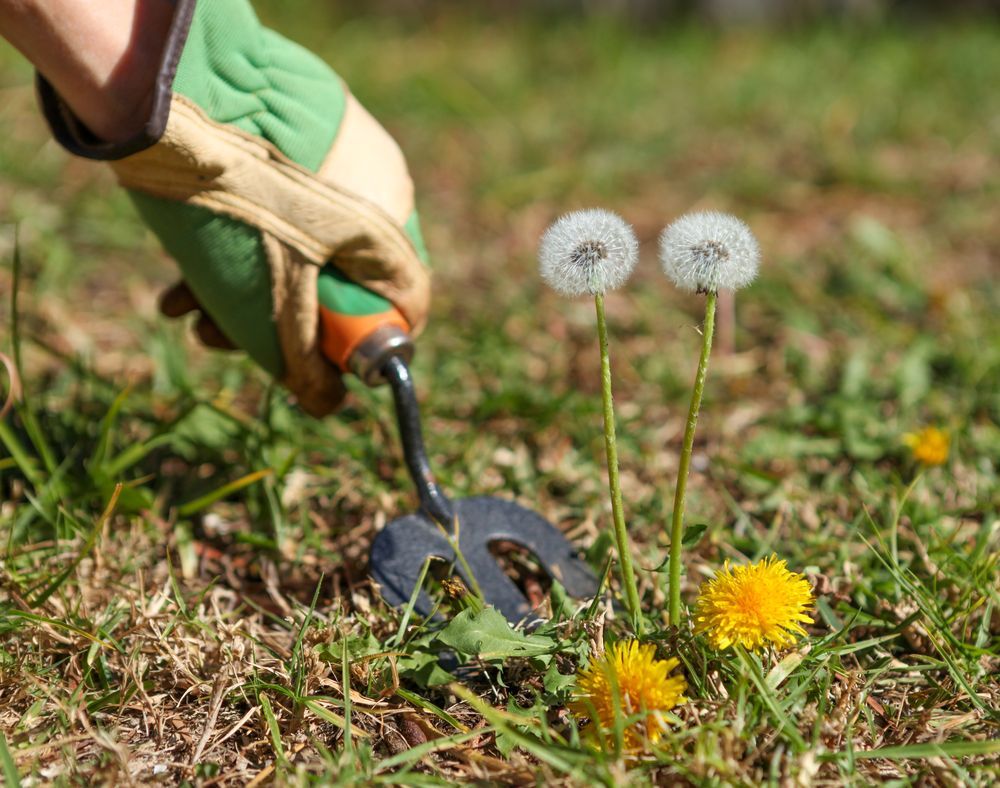 Gloved Hand Using a Trowel to Pull Weeds — Hanta Mowing Services Townsville in Kirwan, QLD