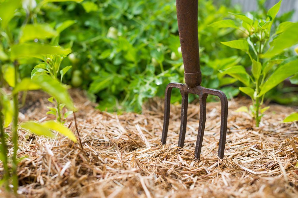 Garden Fork in Soil With Straw, Small Green Plants in the Background — Hanta Mowing Services Townsville in Kirwan, QLD