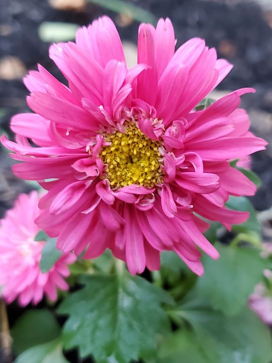 A close up of a pink flower with a yellow center