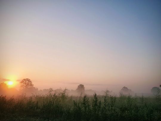 The sun is setting over a foggy field with trees in the background.
