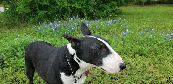 A black and white dog is standing in a field of flowers.