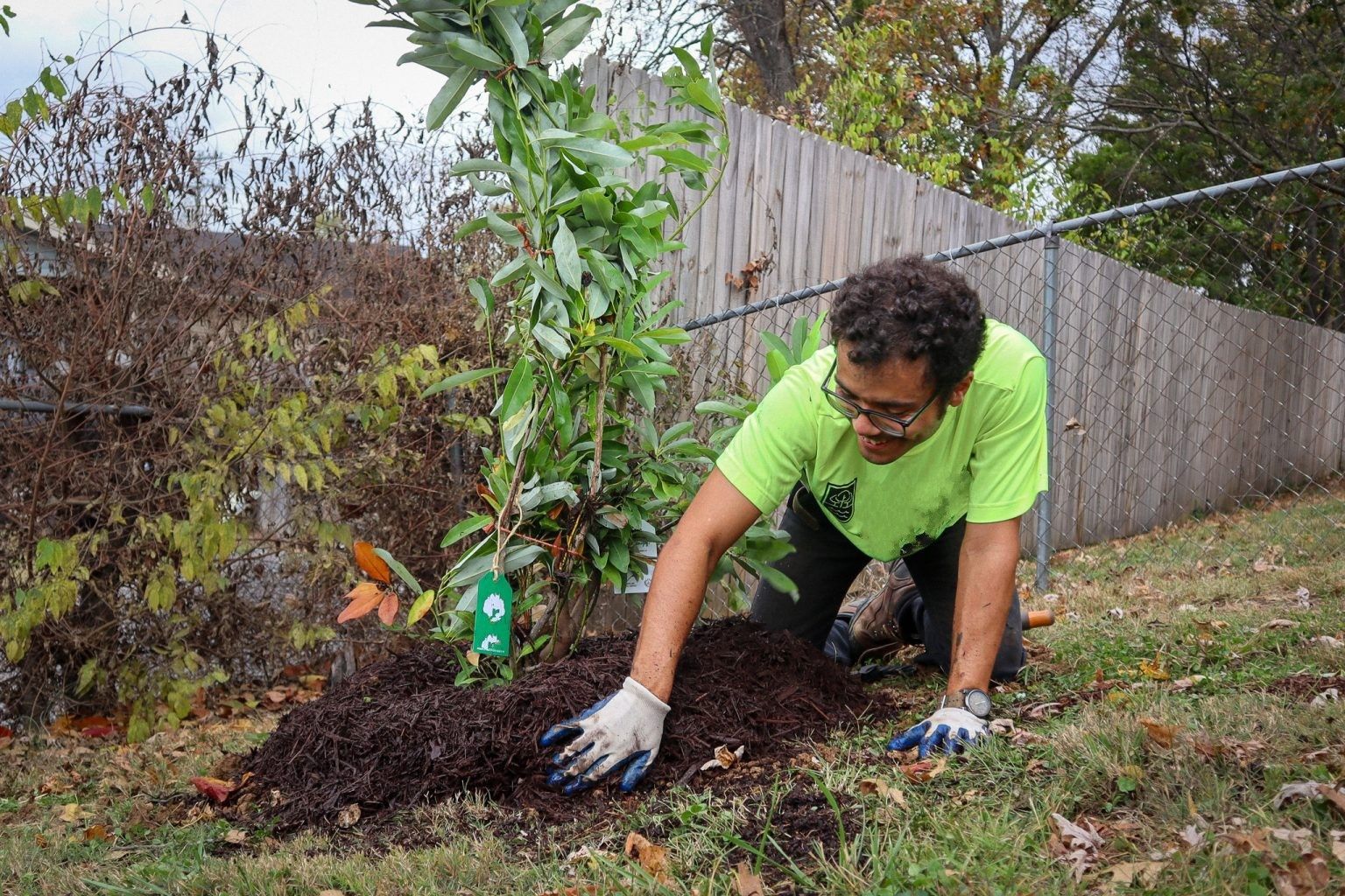 A person in a bright yellow shirt and gloves kneeling to spread dark mulch around the base of a newly planted tree.