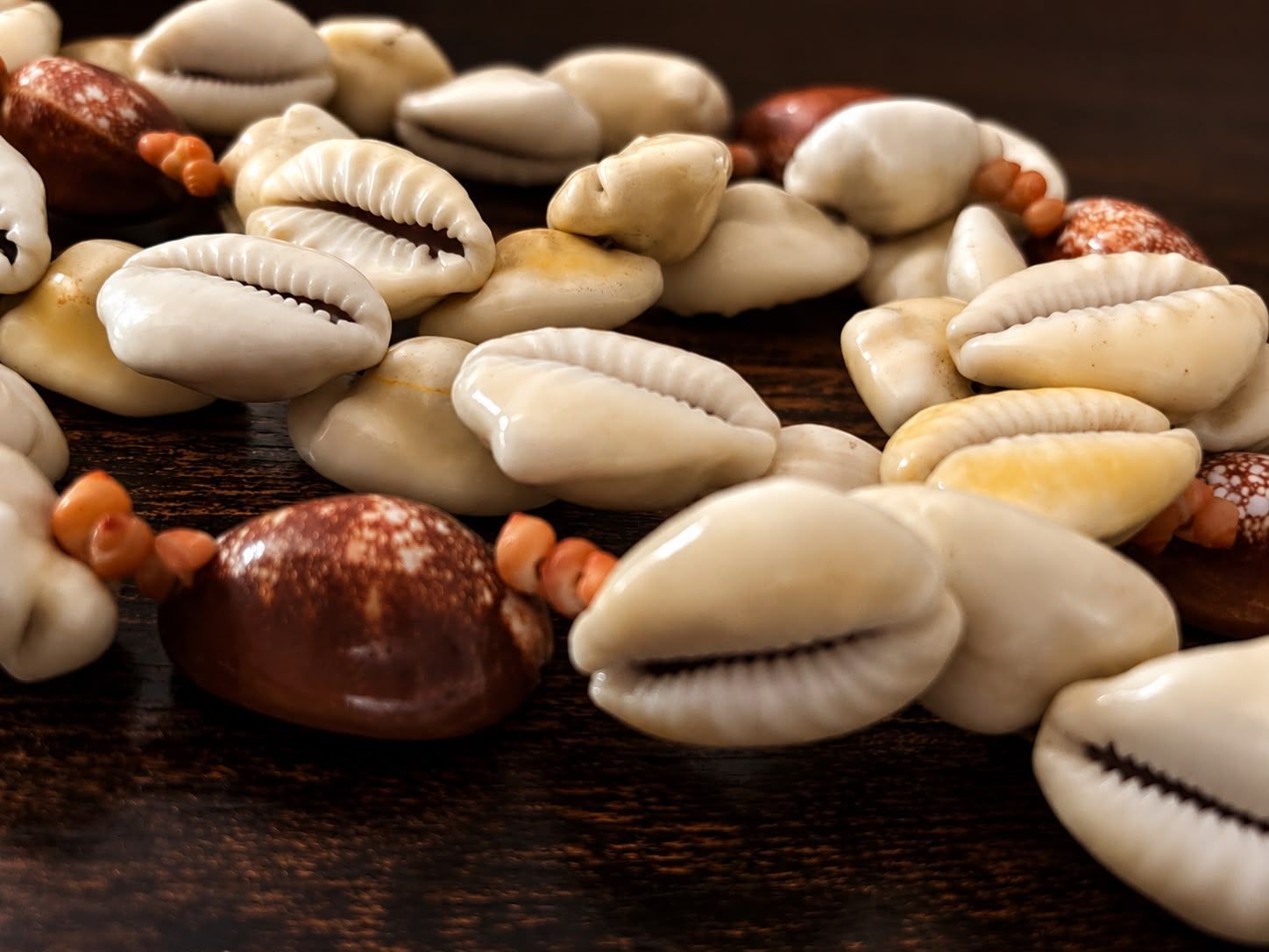 coquillages