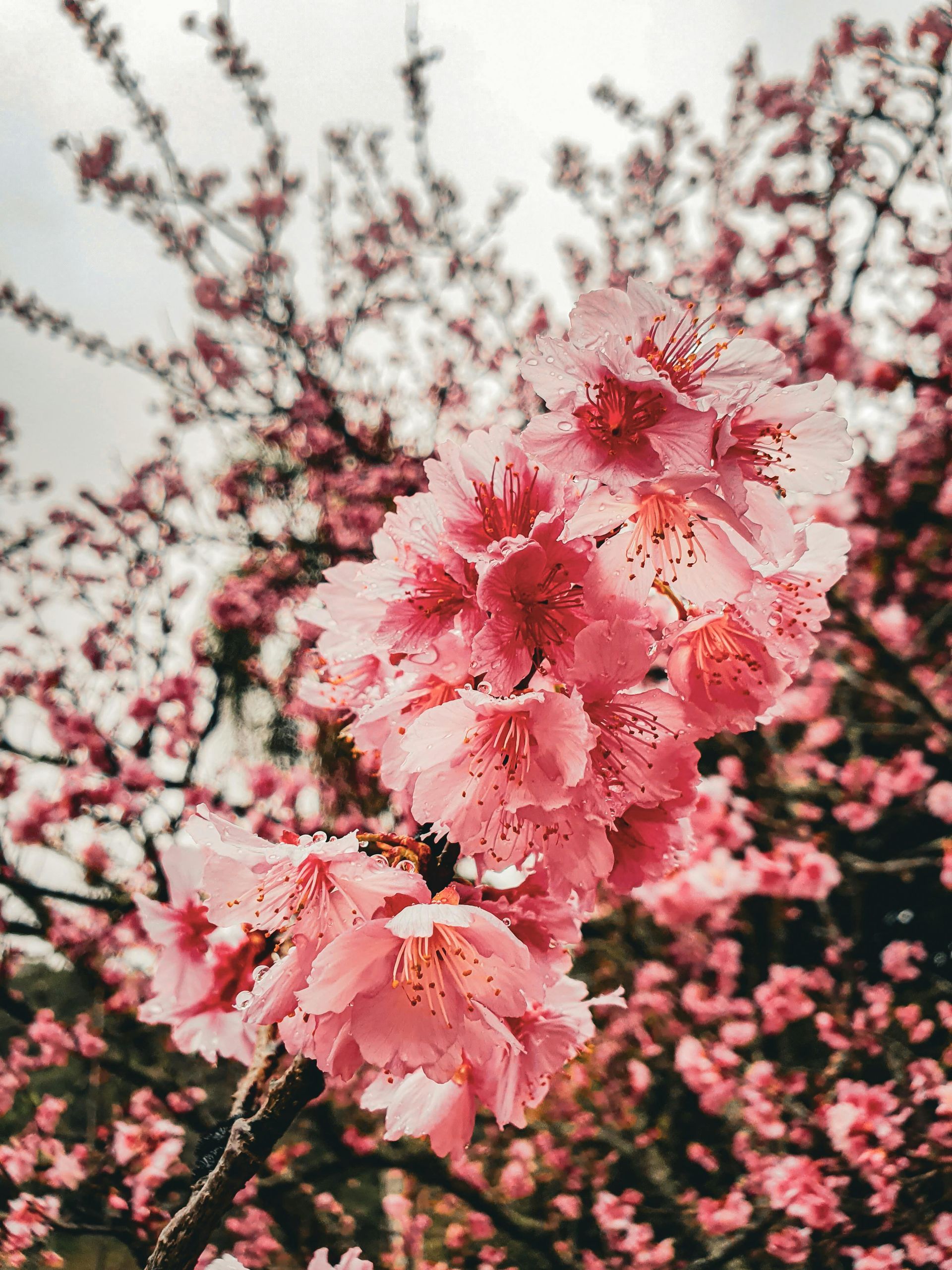 fleur