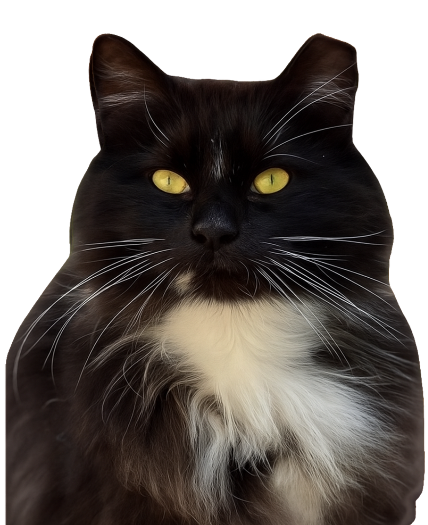 Black and white cat with yellow eyes, looking forward. Black and white cat with yellow eyes, looking forward.