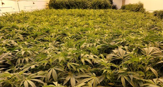 The Botanical Divide: Sativa vs. Indica vs. Hybrid Cannabis