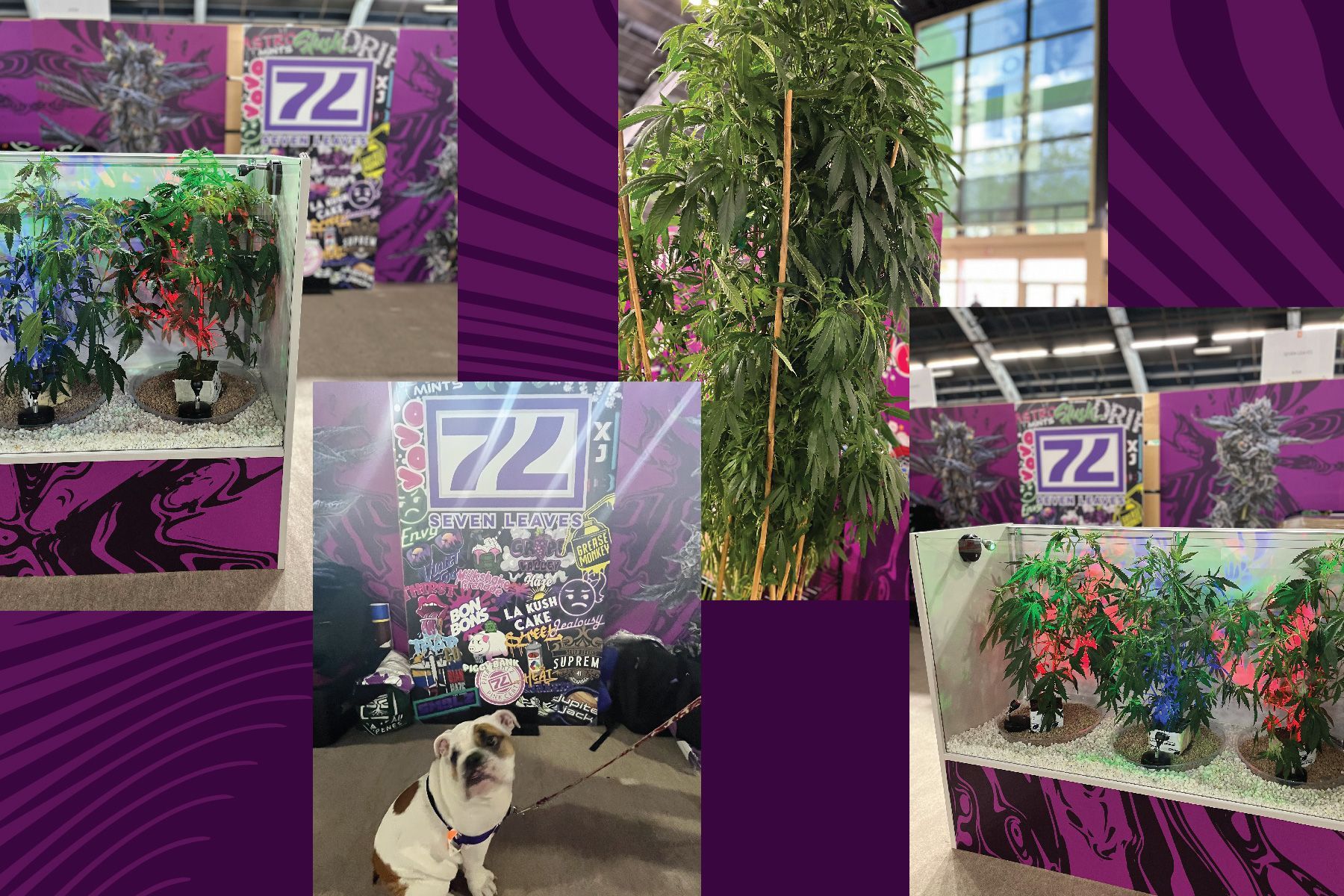 Seven Leaves Hall of Flowers Booth