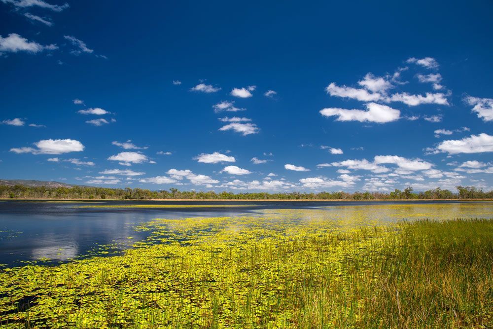 A Large Body of Water Surrounded by Tall Grass and A Blue Sky — Cairns & Cape Electrical In Mareeba, QLD