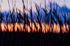 Silhouetted wheat field against vibrant orange and blue sunset.
