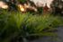 Dew drops on green grass at sunrise. Orange sun in the blurred background.