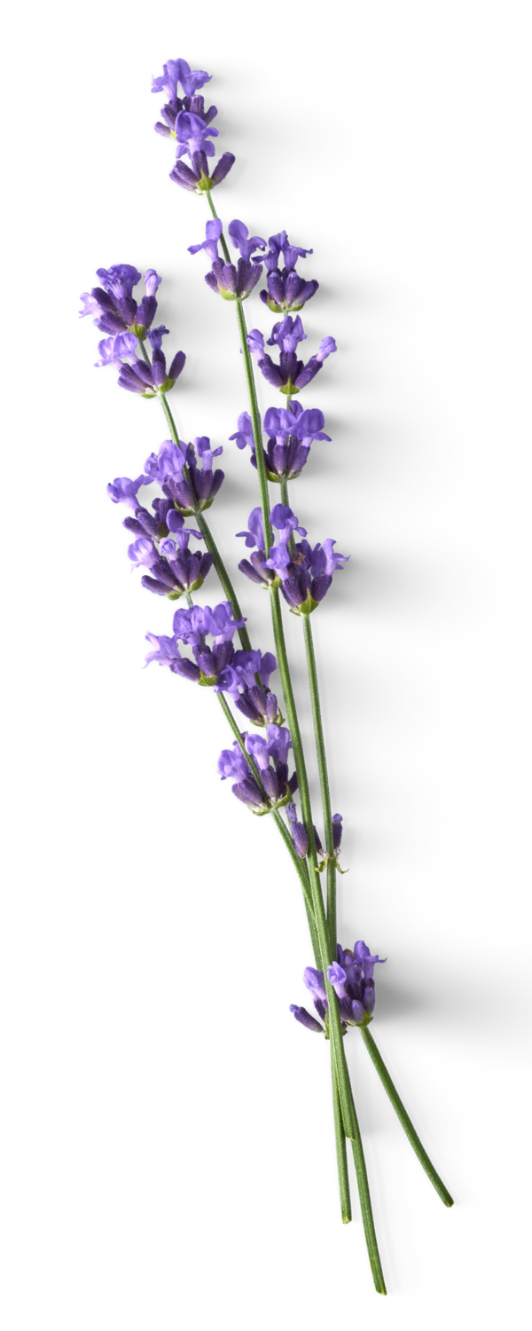 a sprig of lavender