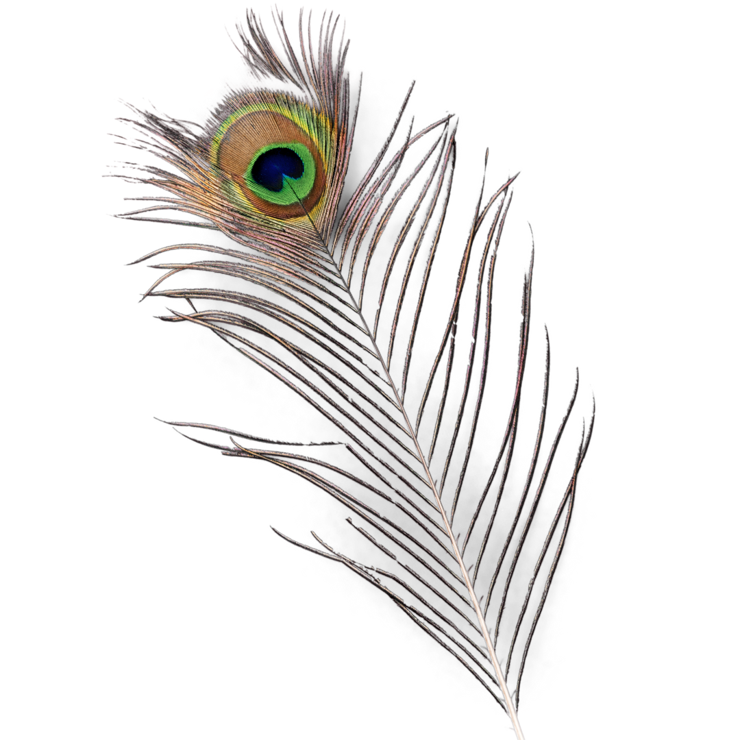 feather