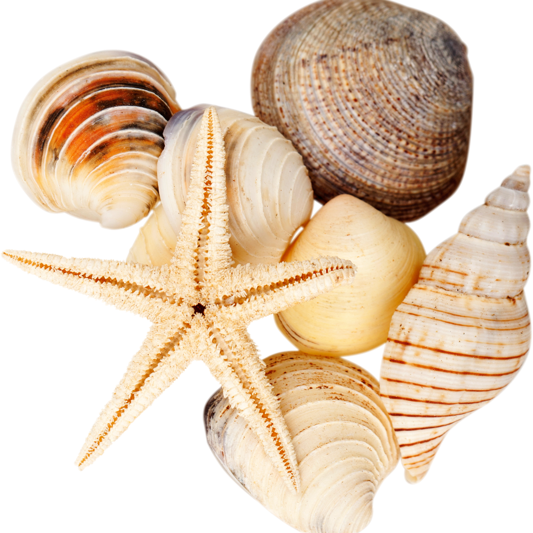 collection of various sea shells