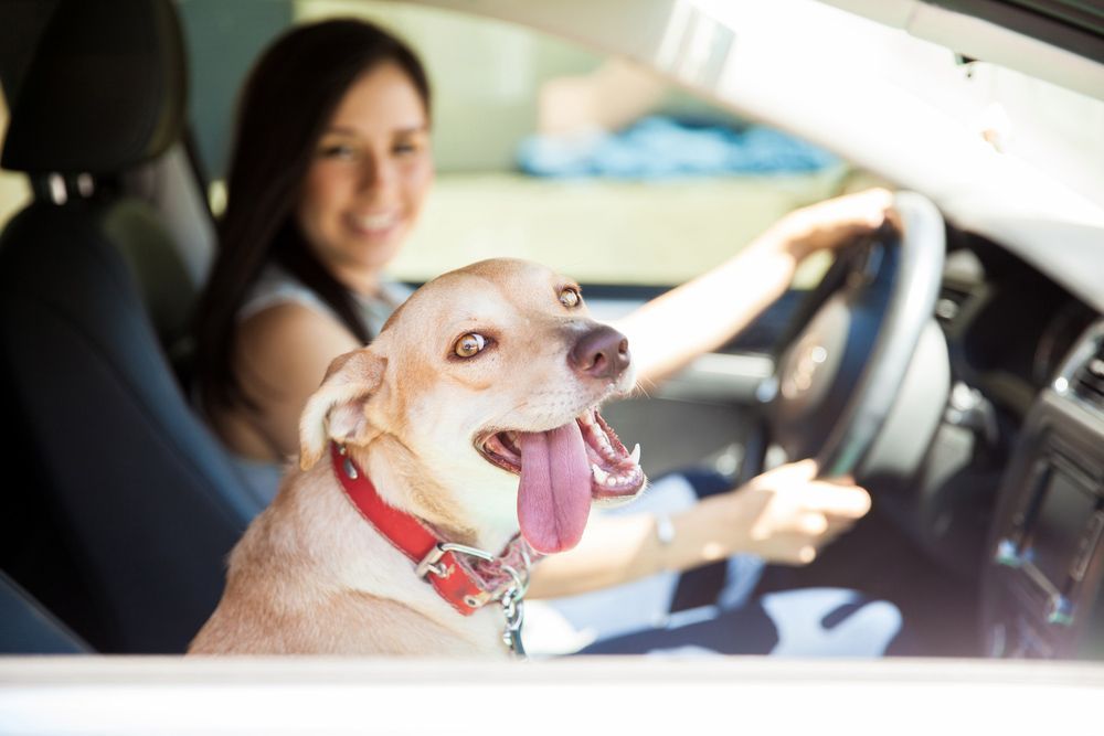 A Woman Is Driving a Car with A Dog in The Back Seat — FBM Fabrication In Dapto, NSW