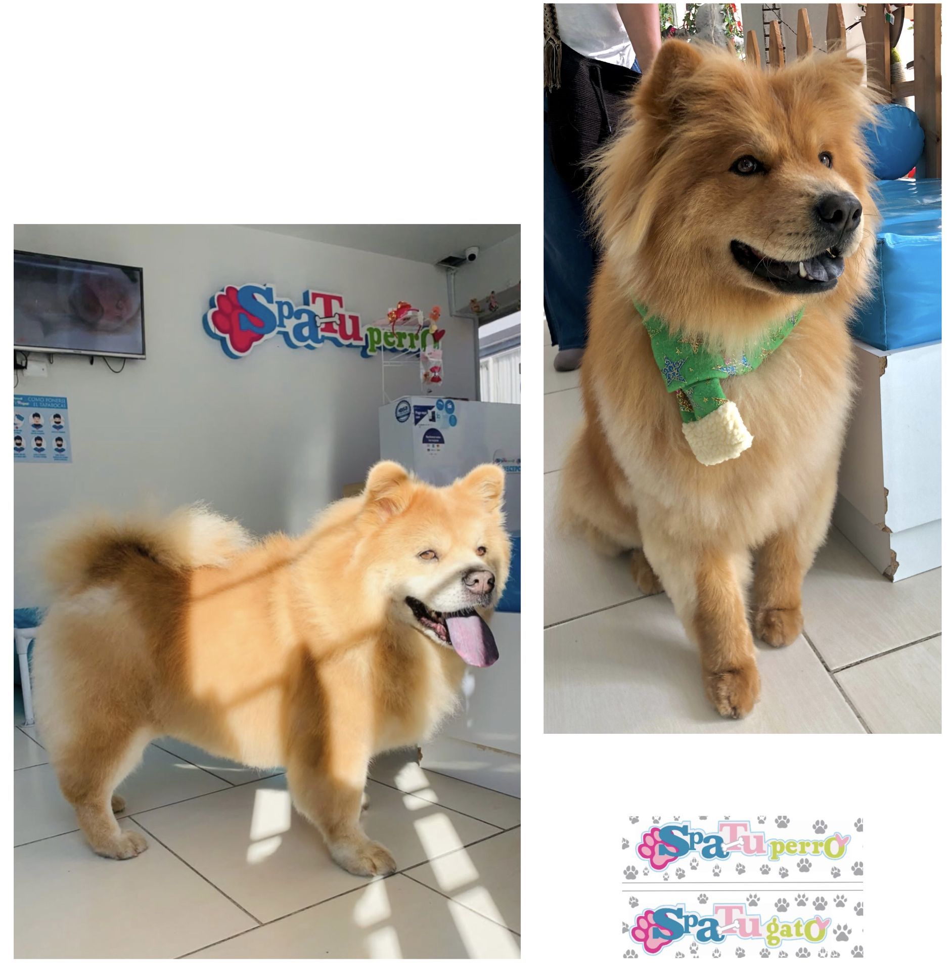 Perrito