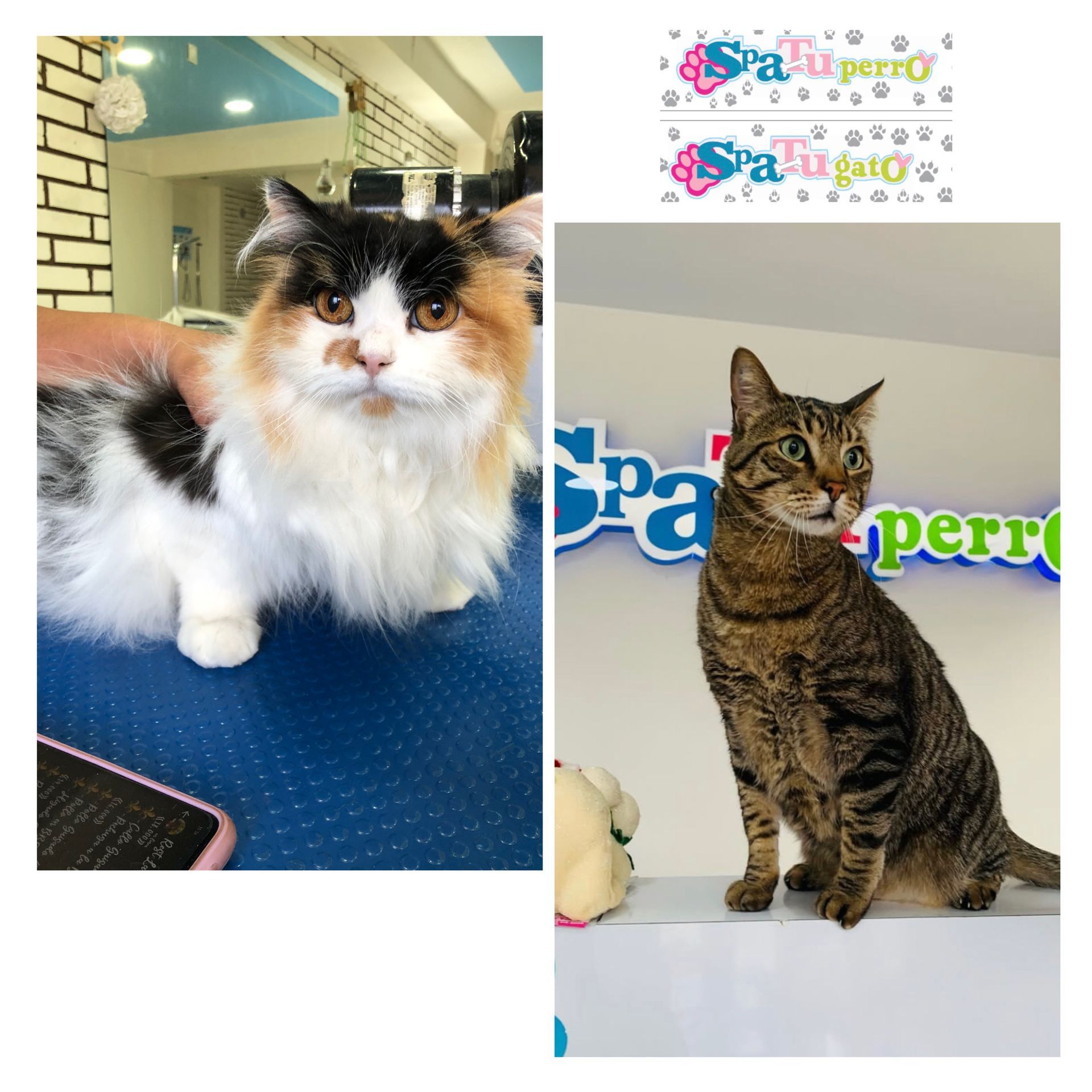 gatitos