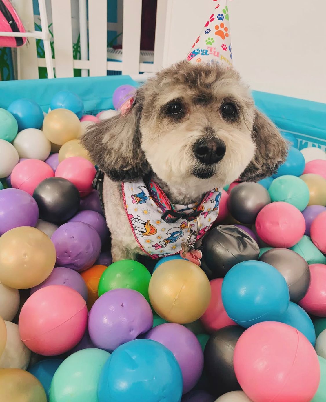 CUMPLEAÑOS