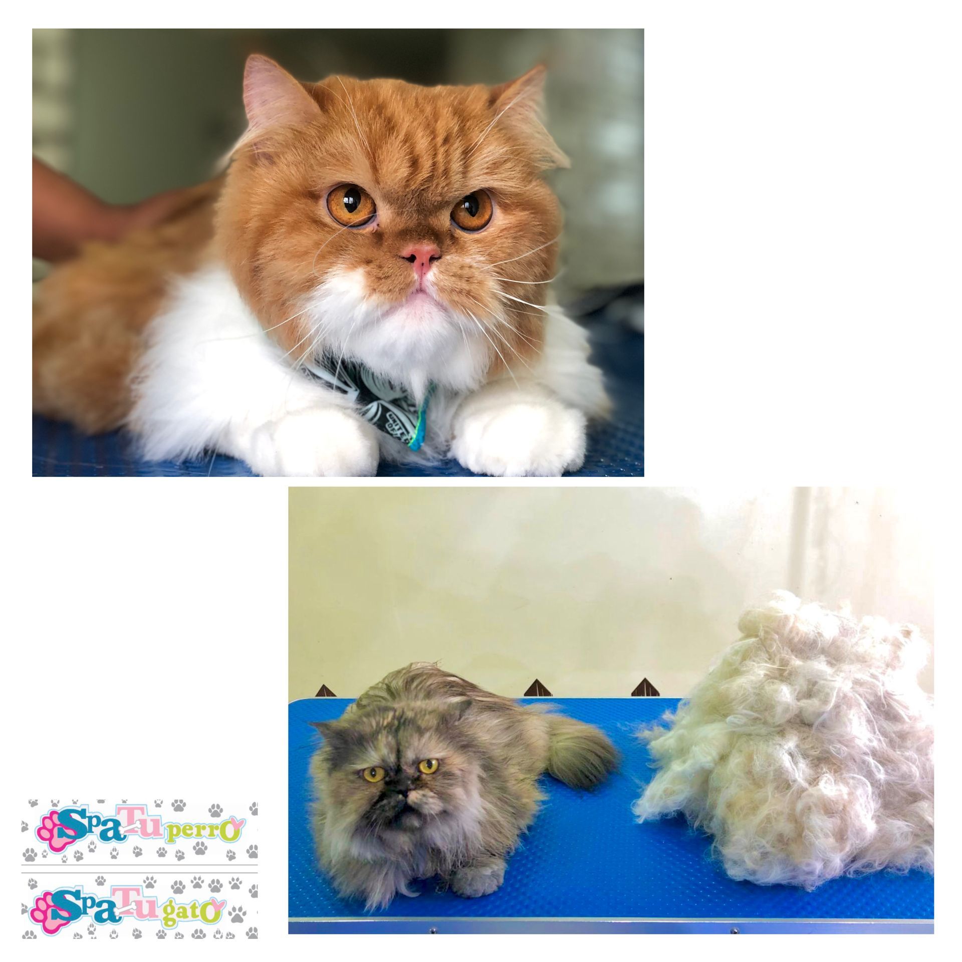 gatitos