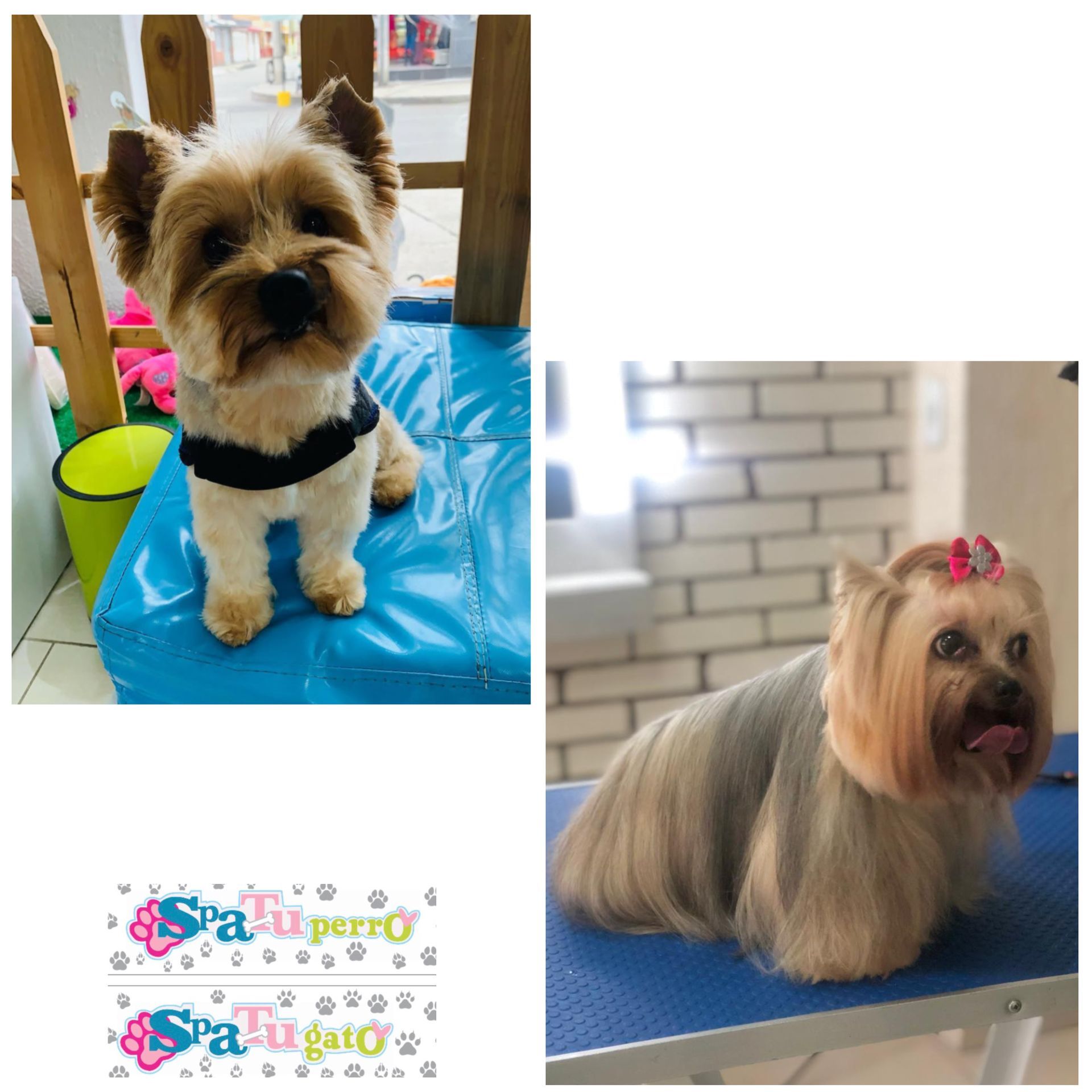 Perrito