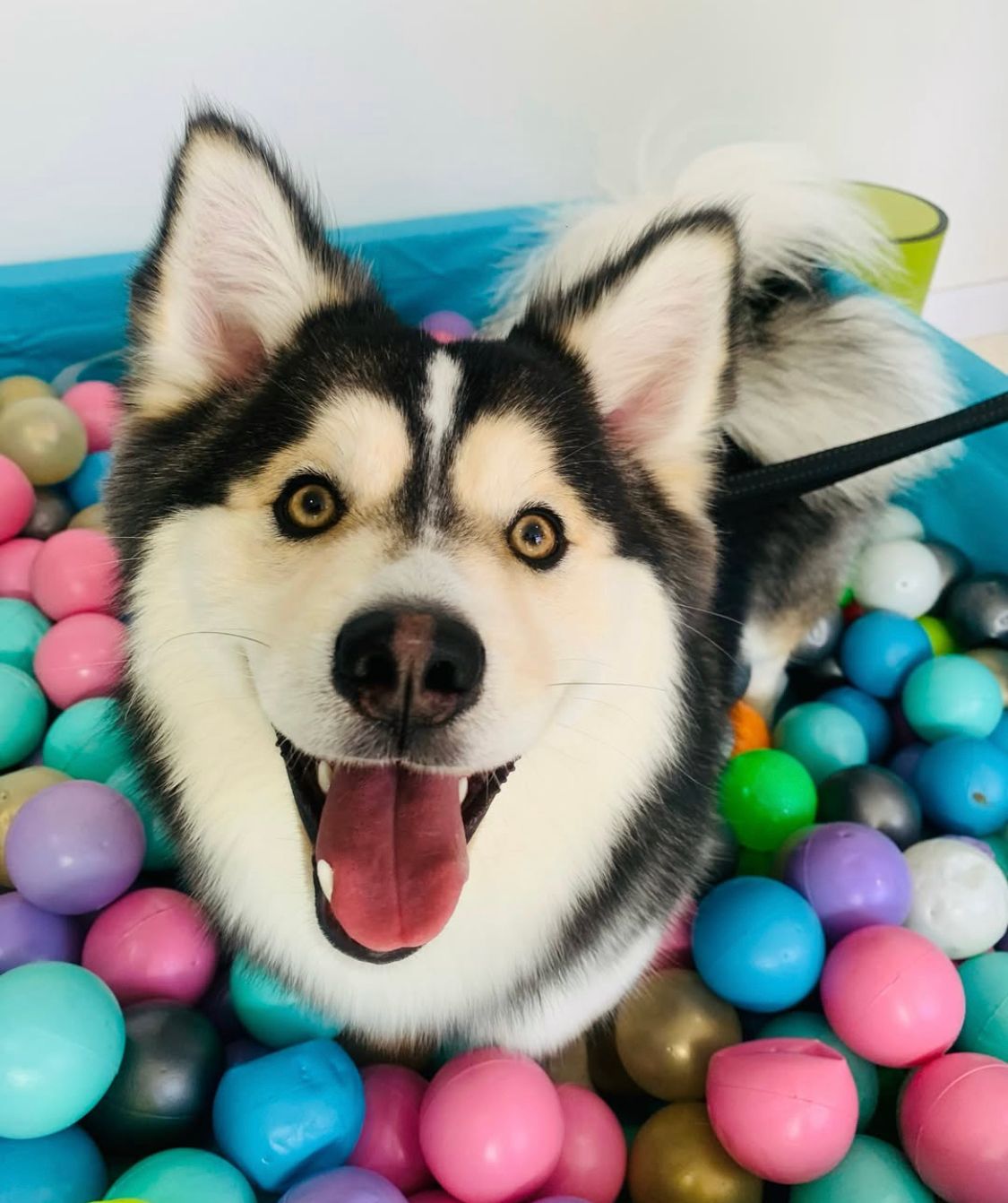 Perrito