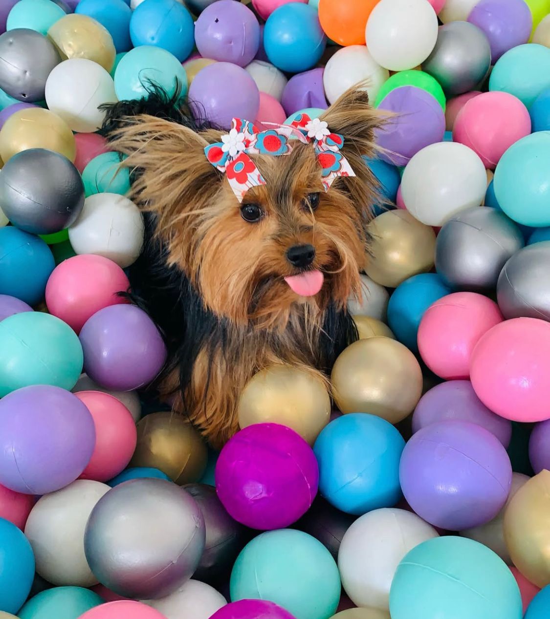 Perrito