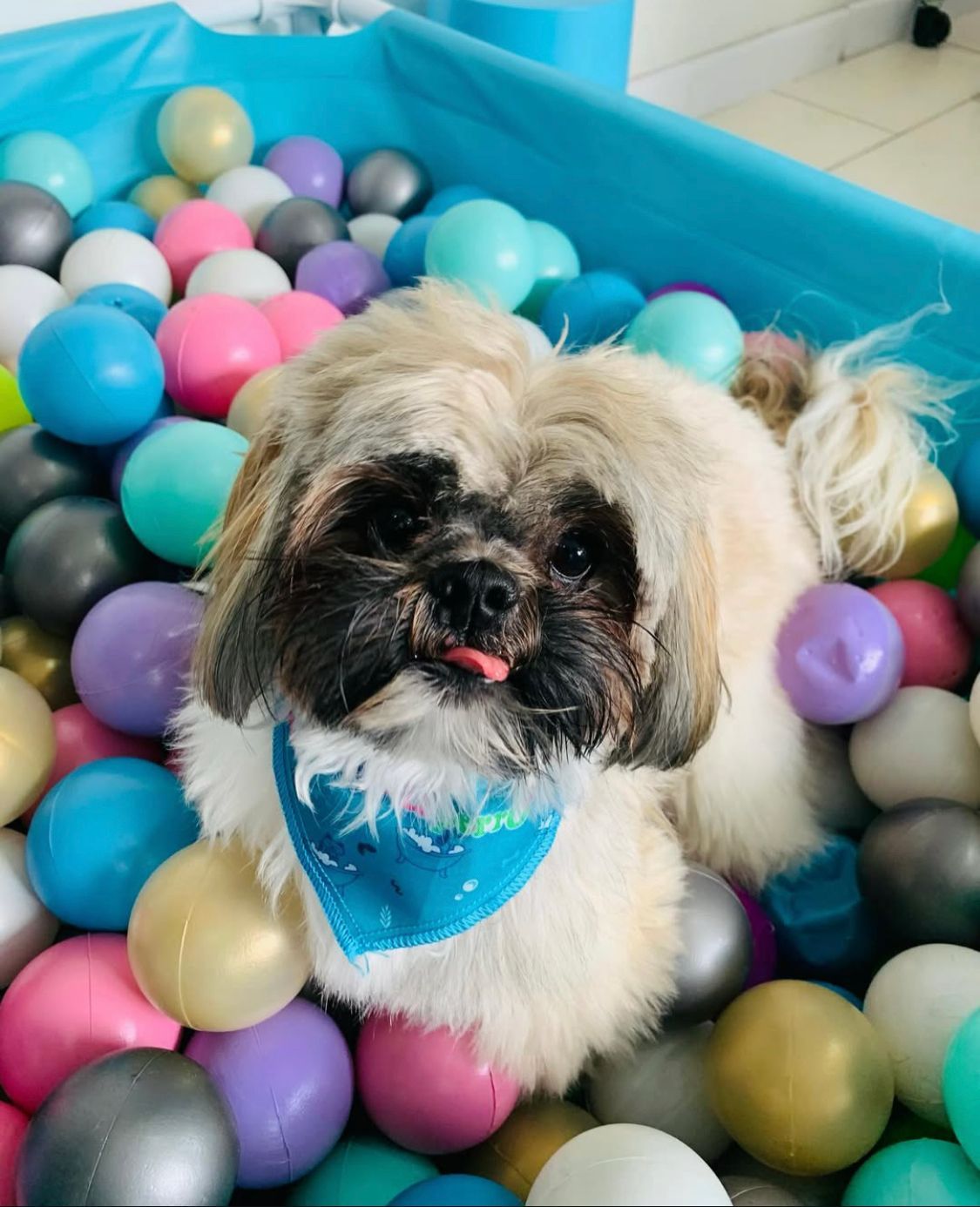 Perrito