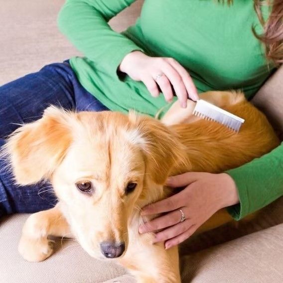 Perrito