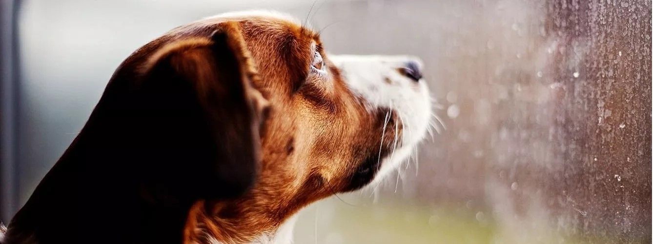 Perrito