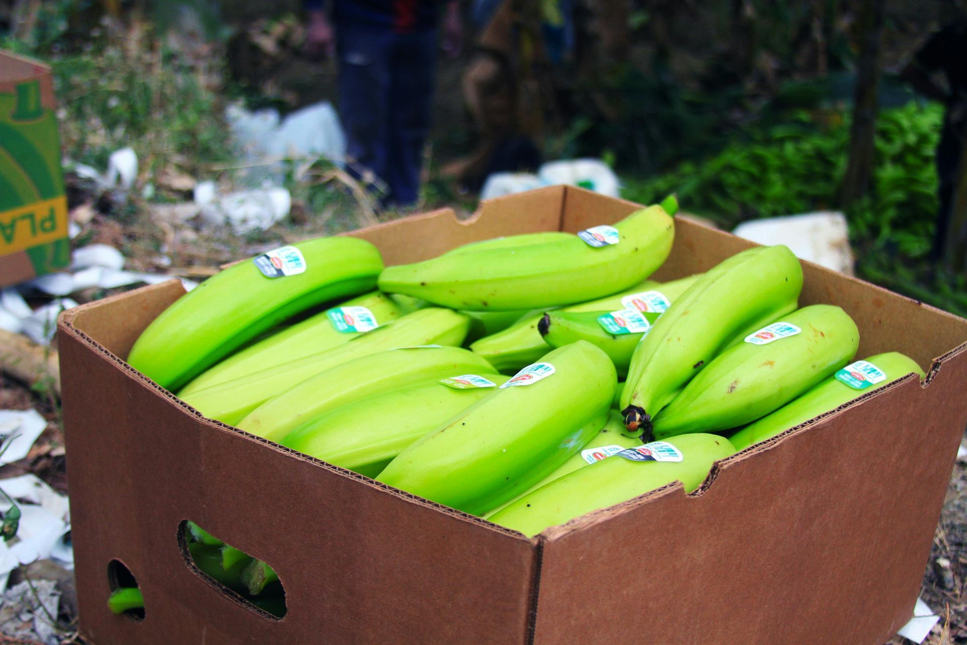 Plantains