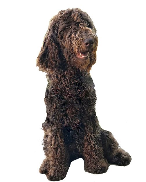Puppy Lesson (0-5 Months)